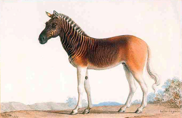 La quagga