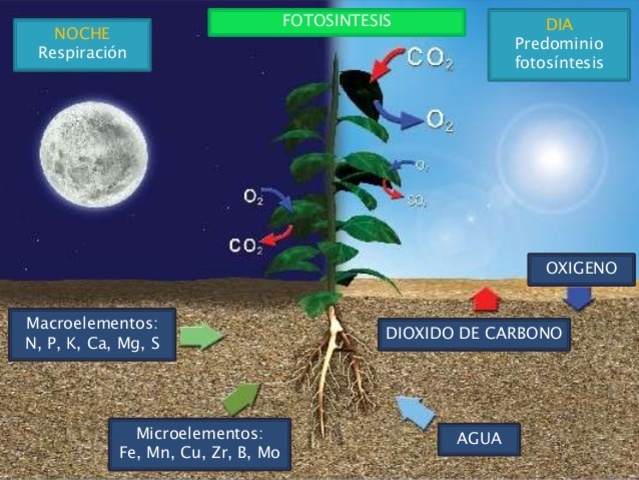 Las plantas terrestres extraen del aire el CO2 que necesitan