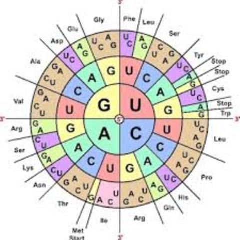 Nirenberg cracks the genetic code