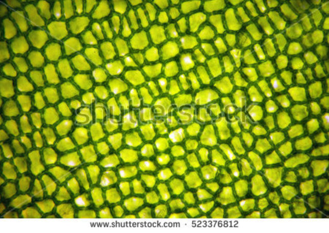 Relación entre oxígeno y clorofila