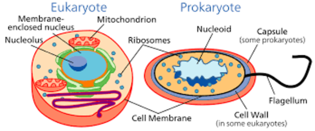 Endosymbiosis is described by Lynn Margulis