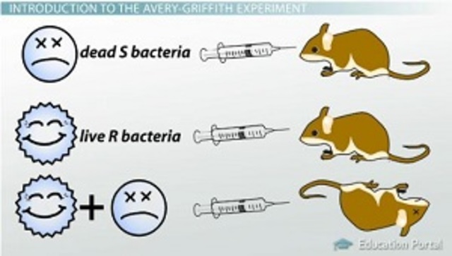 Frederick Griffith describes the process of transformation ground breaking experiment