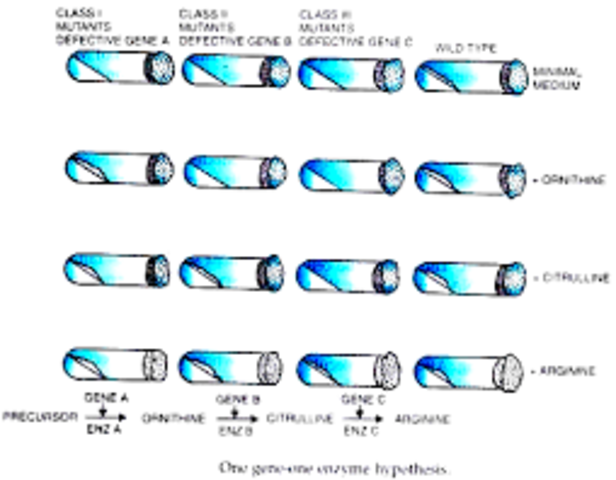 Beadle and Tatum publish the 1 gene-1 enzyme hypothesis