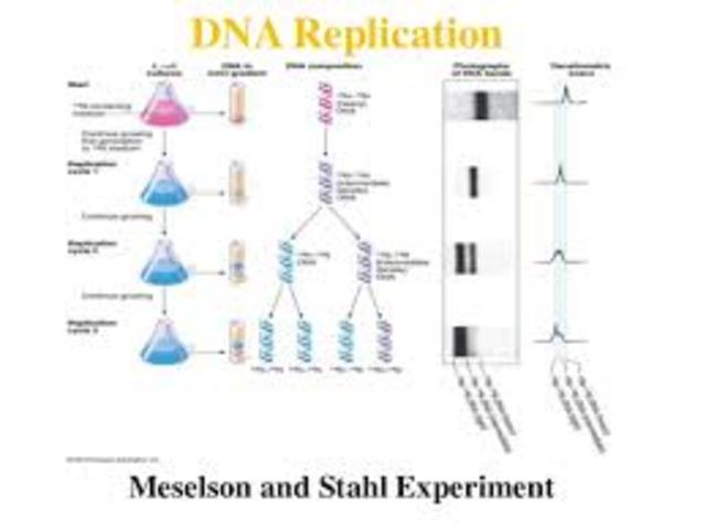 Meselson and Stahl work with DNA replication
