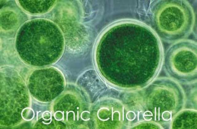 Confirmación de la teoría de Van Niel (Imagen de www.live-live.com)