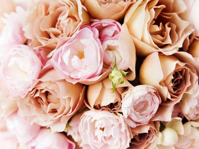 Era moderna de las rosas