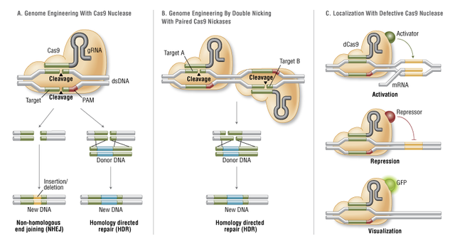 CRISPr/CAS 9 is identified and described