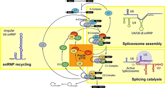 Spliceosomes were discovered and described