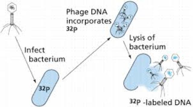 Hershey-Chase experiment