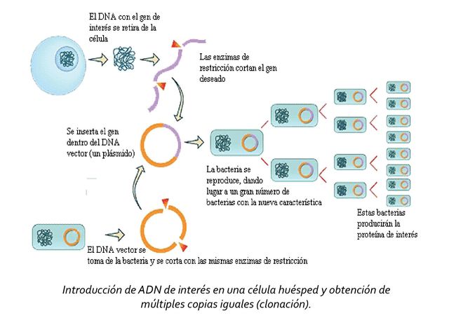 Múltiples copias del gen