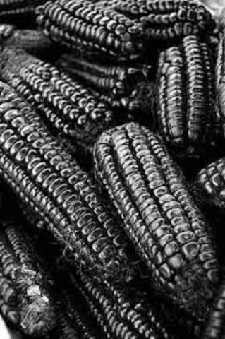 Desabasto de alimento