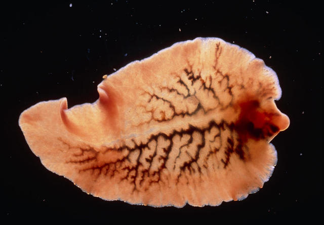 Historia de la Parasitología