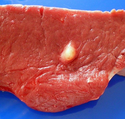 Historia de la Parasitología