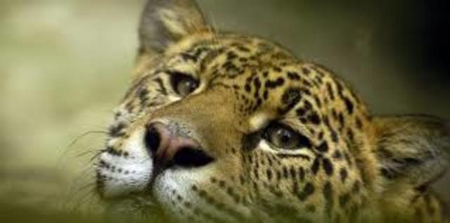 Evolución de los mamíferos