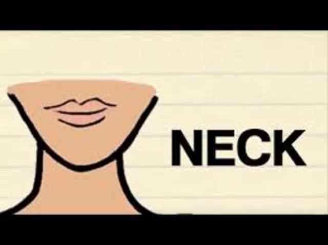 Neck
