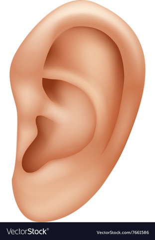 Ear