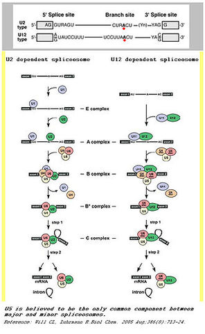 Spliceosomes were discovered and described