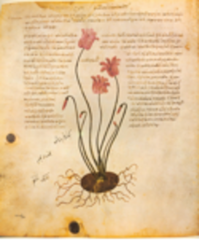 reino vegetal-edad antigua