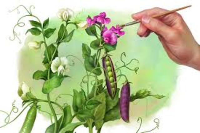 Gregor Mendel publishes works on inheritance of traits in pea plants