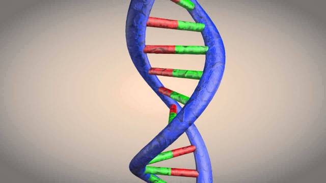 Watson and Crick propose the double helix model of DNA structure