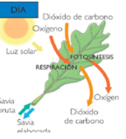 reino vegetal- sigloxvlll