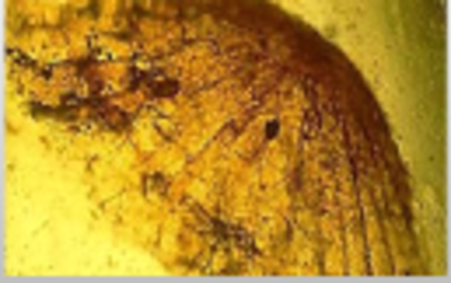 reino hongo inicio de los tiempos