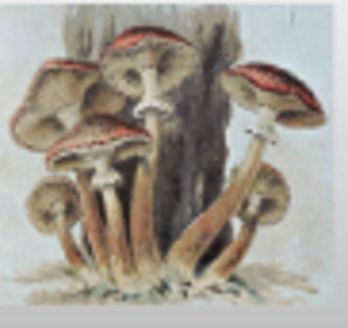 reino hongo- imperio romano