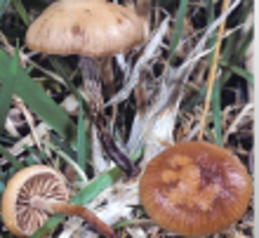 reino hongo- edad media