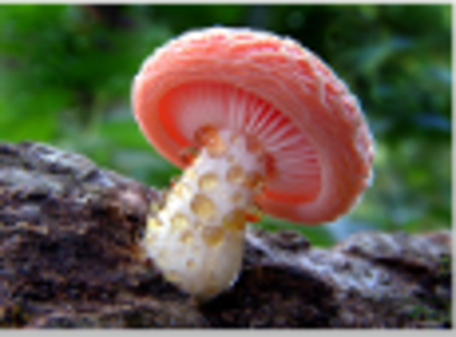 reino hongo - renacimiento