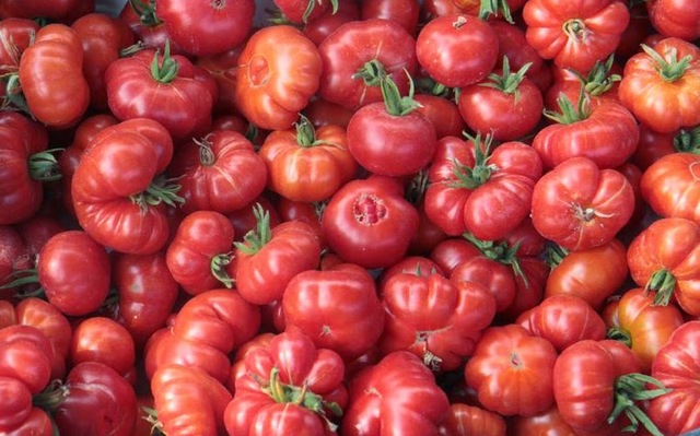 Llegada de Tomates a España