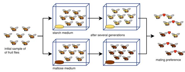 “Reproductive isolation as a consequence of adaptive divergence in  Drosophila pseudoobscrur a”  published