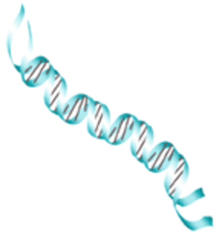 Nirenberg cracks the genetic code