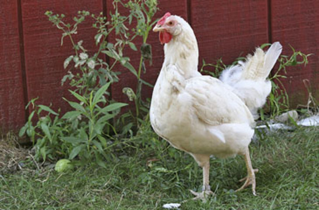 Schetchter v US "Sick Chicken Case"