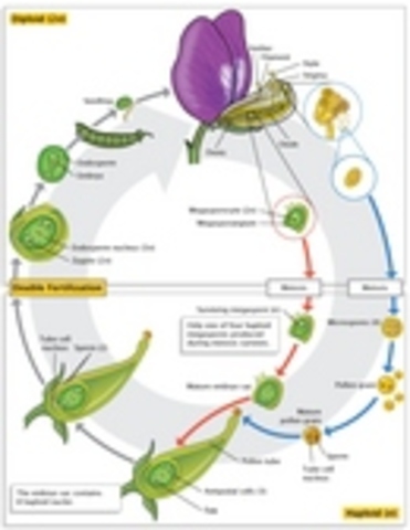 Barbara McClintock describes transposons