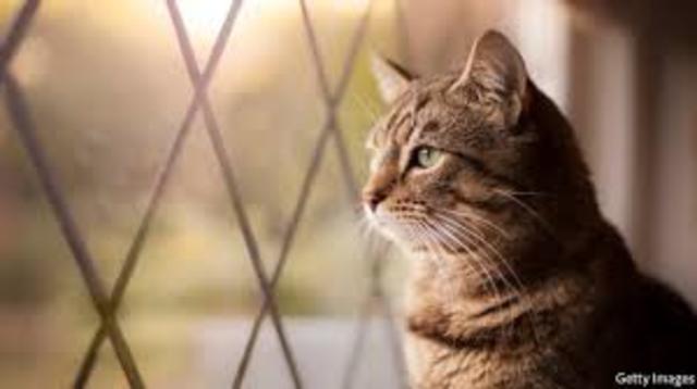 The day i got a Cat on my birthday