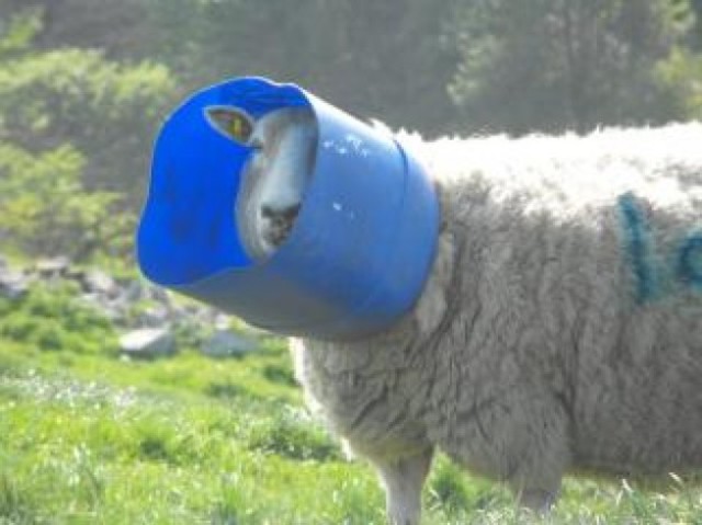 Sheepish