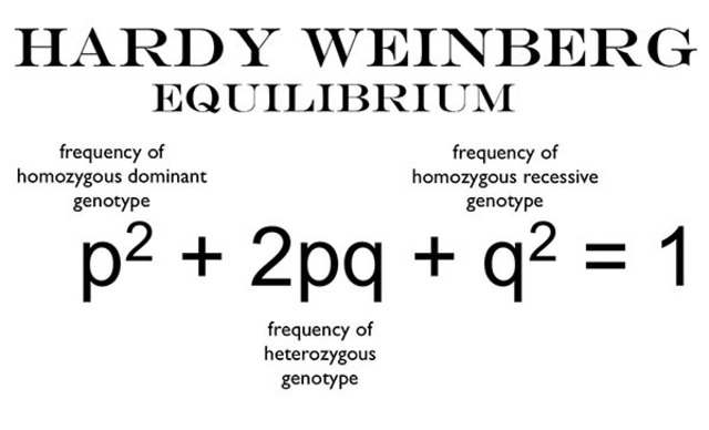 Hardy-Weinberg equation