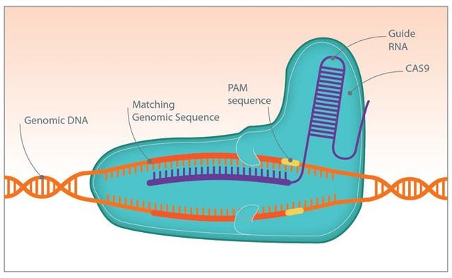 CRISPr/CAS 9 is identified and described