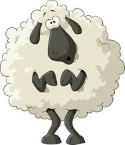 sheepish