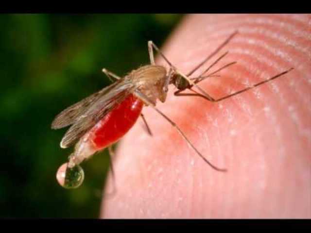 Plasmodium falciparum