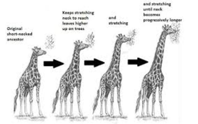 lamarck develops Hypothesis of eveolution by means of acquired characteristics