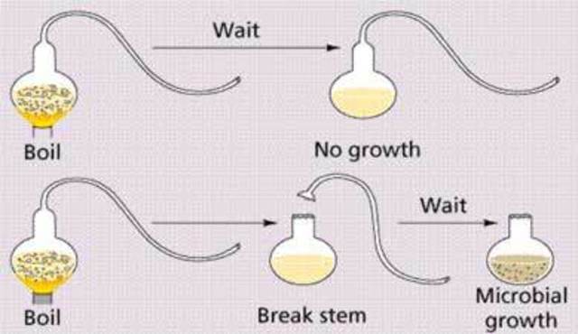 Louis Pasteur refuted spontaneous generation