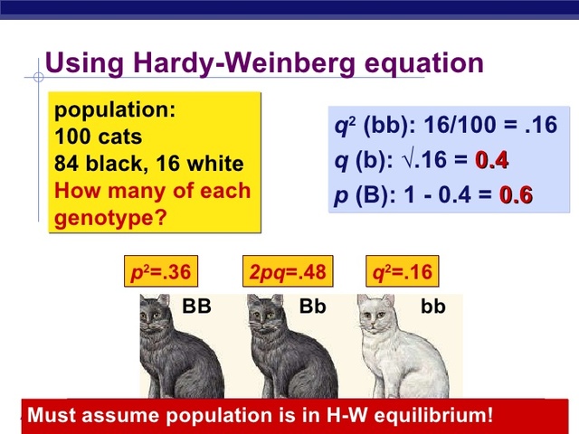 Hardy and Weinberg independently develop the Hardy-Weinberg equation for determining allele frequencies in populations