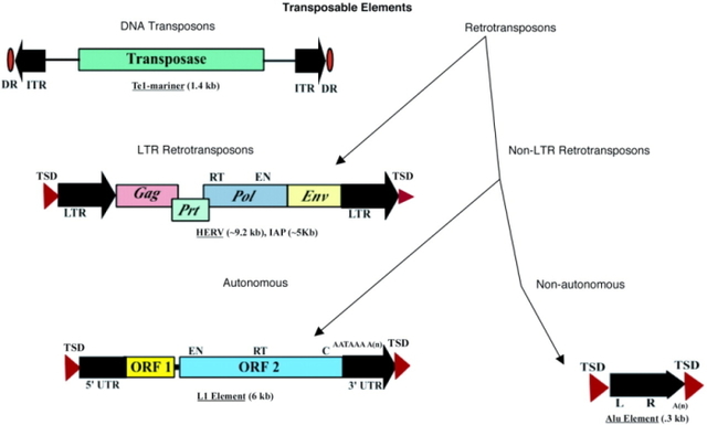 Barbara McClintock describes transposons