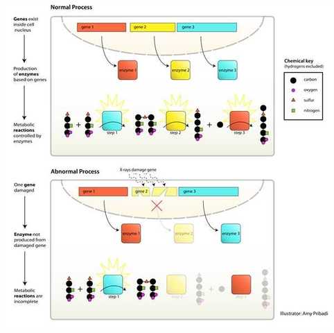 Beadle and Tatum publish "One Gene - One Enzyme" hypothesis