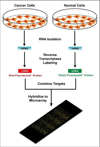 La aplicación de la tecnología de los Microarrays en la oncología clínica