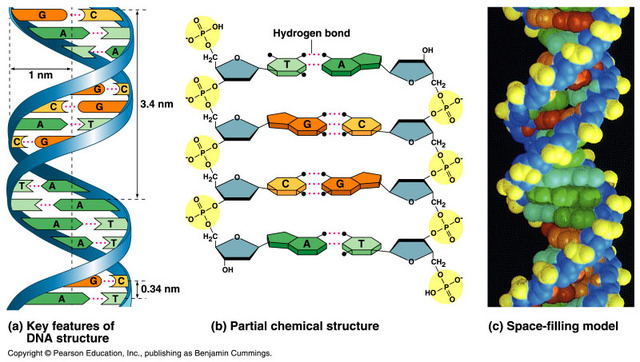 Watson and Crick propose the double helix model of DNA structure