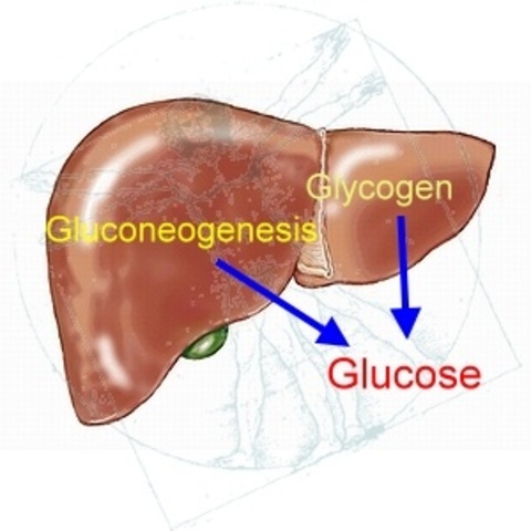 Glycogen to Diabetes
