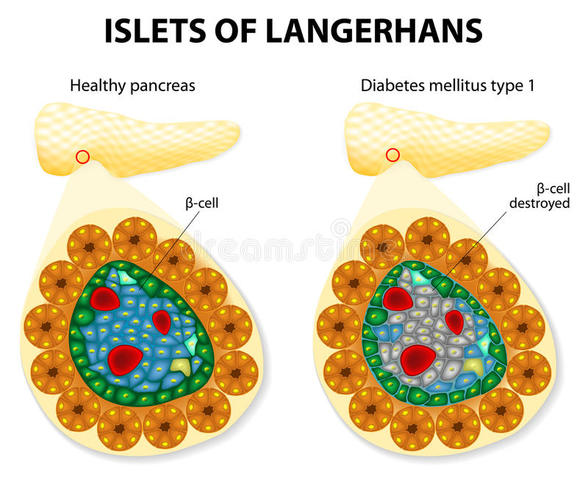 Langerhans Discovery