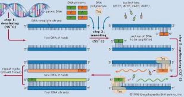 Kary Mullis develops Polymerase Chain Reaction
